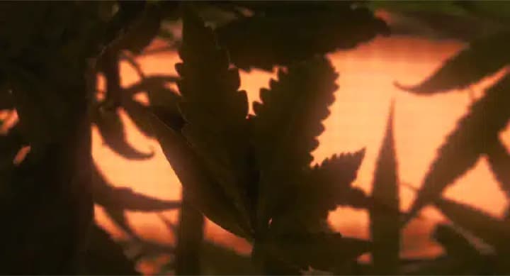 ScHoolboy Q Dope Dealer (Official Music Video) F