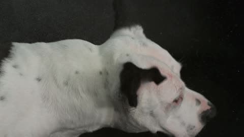 A Black And White Dog Shakes Its Head In Slow Motion