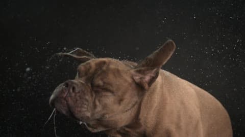 A Dog Shaking Its Head In Slow Motion, Spraying Drool Everywhere