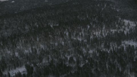 A Forest With Snow On The Ground