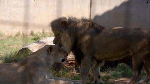 A Lion Zoo Cuddling At The Cage