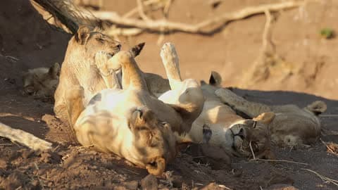 A Pair Of Playful Cubs