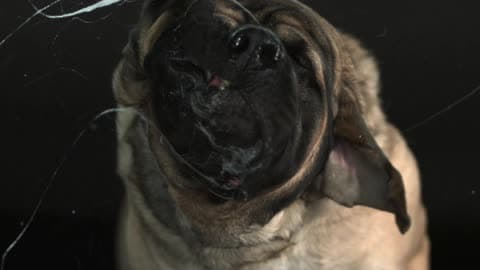 A Slobbery Dog Shakes Its Head In Slow Motion