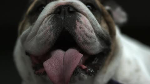 A Slow Motion Shot Of A Dog With His Mouth Open And His Tongue Slightly Curling As He Pants