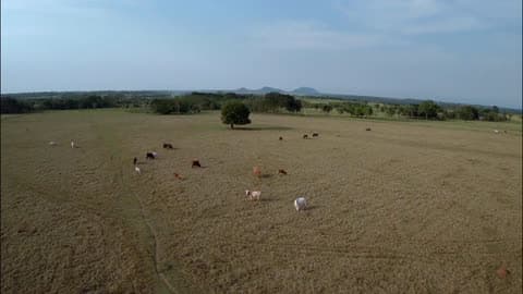 An Aerial View Of Cows In A Pasture With Mountains Off In The Distance