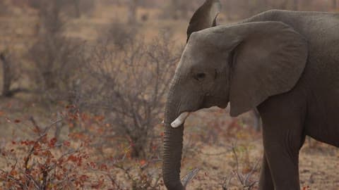 An Elephant Grazing