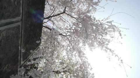 Blossoms On A Tree