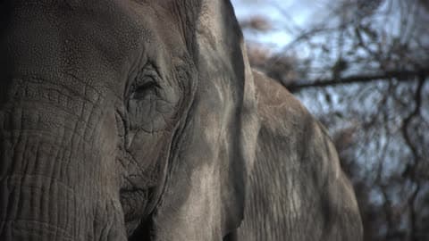Close Up Of An Elephant Blinking And Turning His Head
