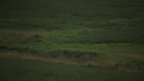 Deer Prancing In The Grasslands