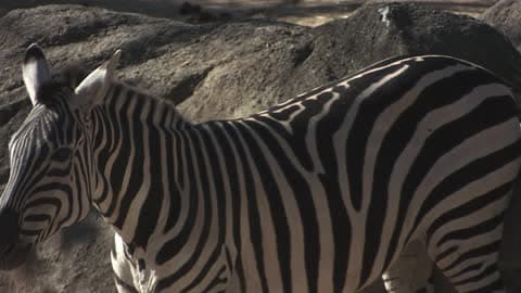 Large Zebra Standing By Some Rocks Looking Around On A Sunny Day