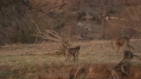 Monkeys Walk And Run In A Pack