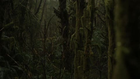 Moss Covered Trees Grow In The Woods