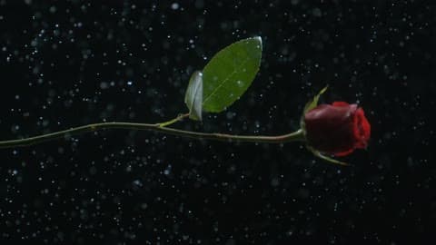 Single Red Rose Falls In Slow Motion