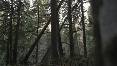 The Sun Shines Through A Forest