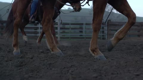 Up Close Of A Horse